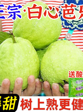 福建漳州白心芭乐果新鲜水果大果奶油冰激凌软糯硬脆两吃番石榴