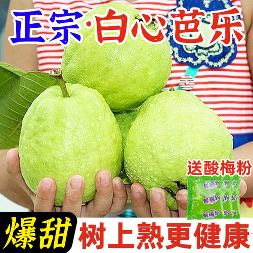 福建漳州白心芭乐果新鲜水果大果奶油冰激凌软糯硬脆两吃番石榴