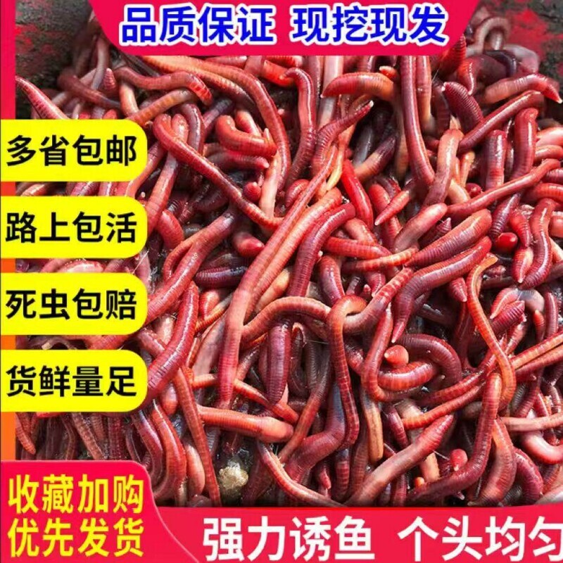 蚯蚓养殖活饵野钓垂钓鲫鱼打窝放生活体包邮大号红蚯蚓盒装种苗