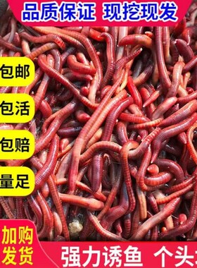 蚯蚓养殖活饵野钓垂钓鲫鱼打窝放生活体包邮大号红蚯蚓盒装种苗