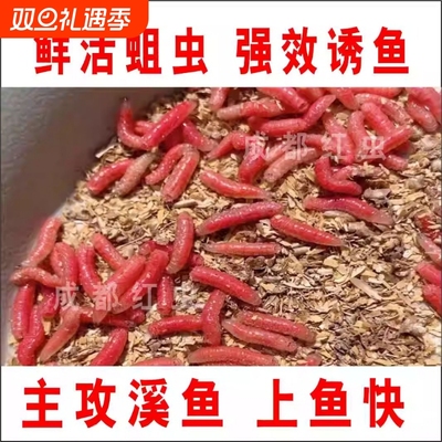 新鲜活红蛆虫主攻溪流钓鱼肉蛆昆虫活饵野钓石斑马口白条鱼食腥味