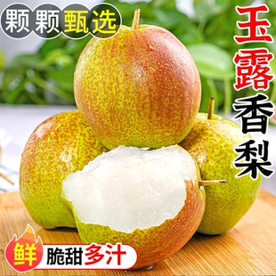 现摘水果红酥甜整箱青梨 当季 正宗玉露香梨新鲜梨子脆冠苹果梨 包邮