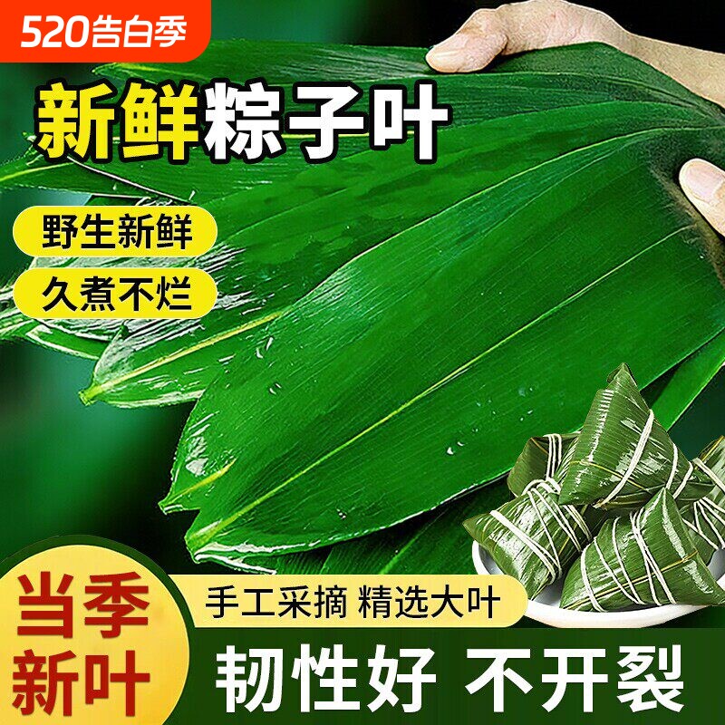 粽子叶棕叶新鲜大号新叶包粽子专用的叶子端午节商用批发干粽叶大