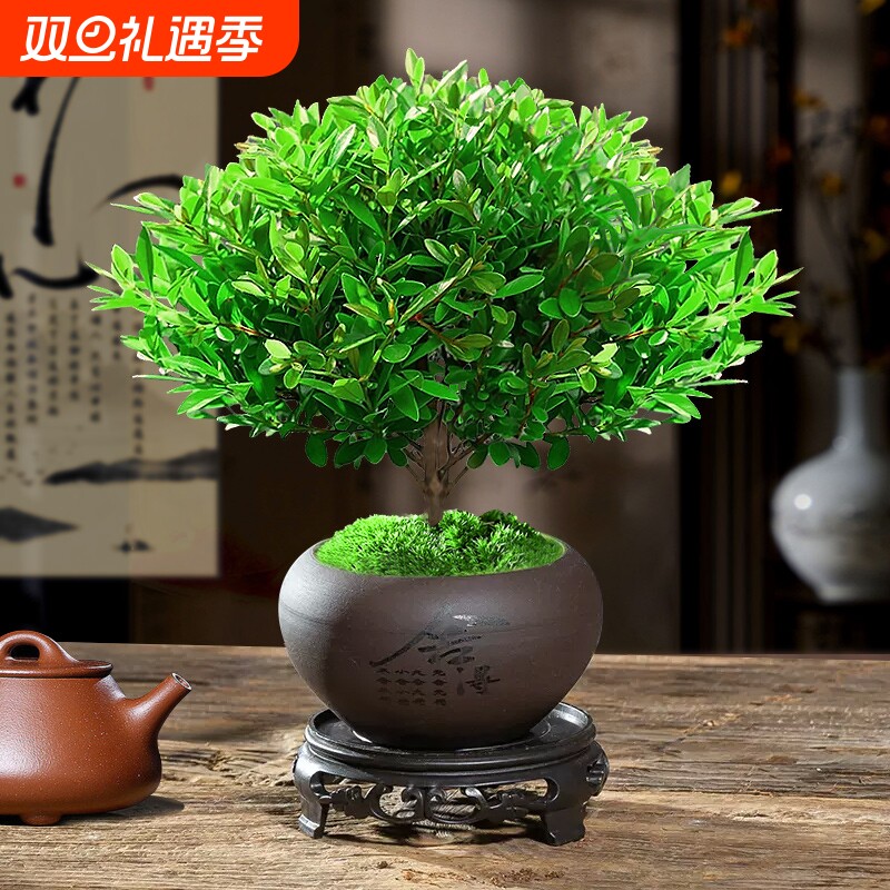 小叶赤楠老桩苗紫檀微景观水培办公室四季好养盆景好养绿植盆栽