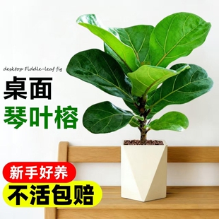 琴叶榕盆栽室内大叶植物办公室工位桌面绿植四季好养花卉小型盆景