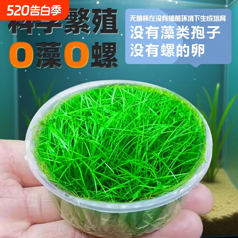 无菌杯牛毛水草前景草杯片植物鱼缸造景草坪专用阴性真草淡水好养