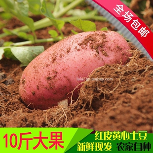 新鲜云南红皮黄心土豆马铃薯现挖自种软糯香甜洋芋马铃薯当季蔬菜