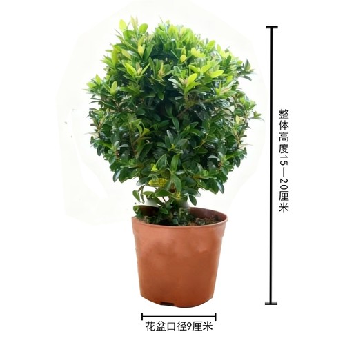 小叶赤楠盆景四季常青盆栽迷你桌面室内花卉植物办公桌绿植好养活