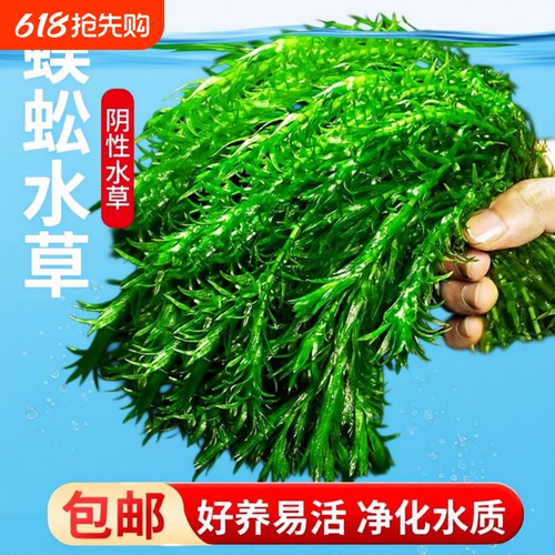 净水蜈蚣草鱼缸水草造景后景草