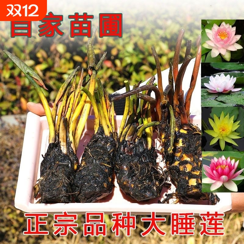睡莲香水根块莲花荷培植