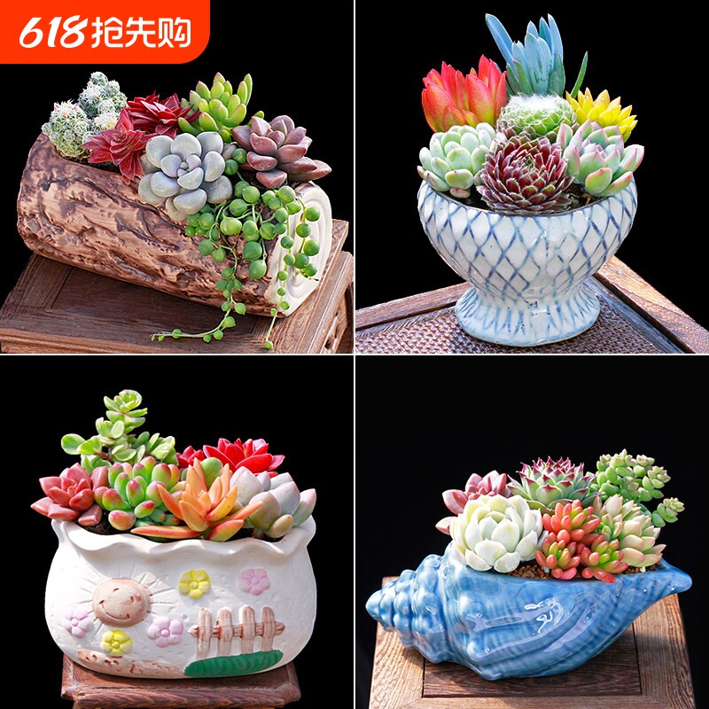 多肉植物组合小盆栽新手套餐花卉肉肉植物室内花含盆净化空气绿植
