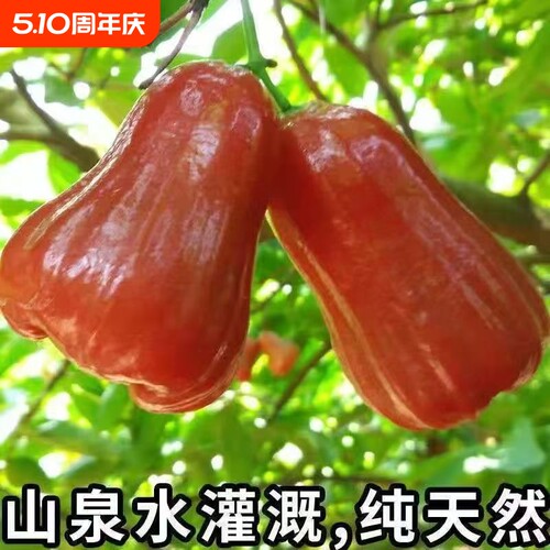 黑金刚莲雾整箱批发精品果新鲜现摘孕妇水果清甜爽口京东包邮直达