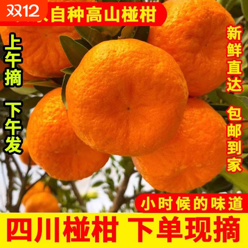 25年高山椪柑柑橘丑柑橘子时令新鲜水果非耙耙柑当季整箱现摘碰柑