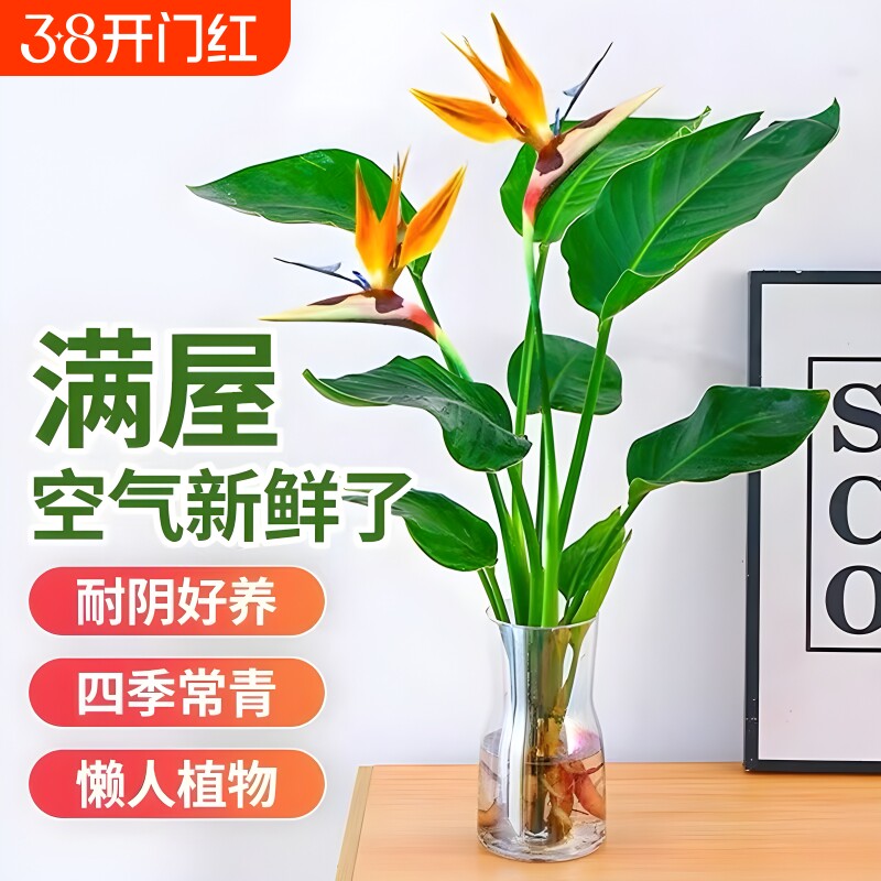 天堂鸟水培植物盆栽室内客厅绿植龟背竹吸甲醛驱蚊花卉四季好养活