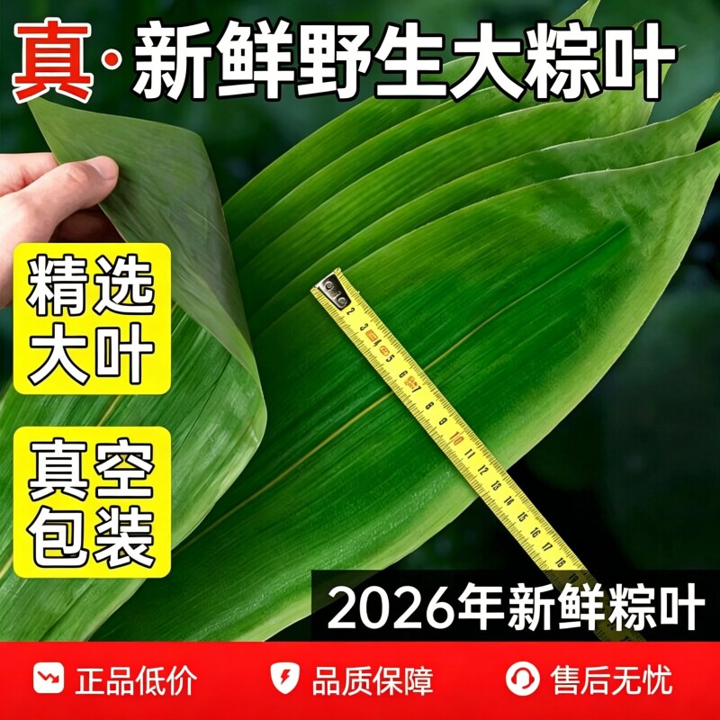 粽子叶新鲜大号100片包粽子的叶子干粽叶特大野生本地粽叶干包邮