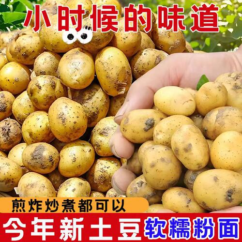 正宗恩施富硒黄心小土豆