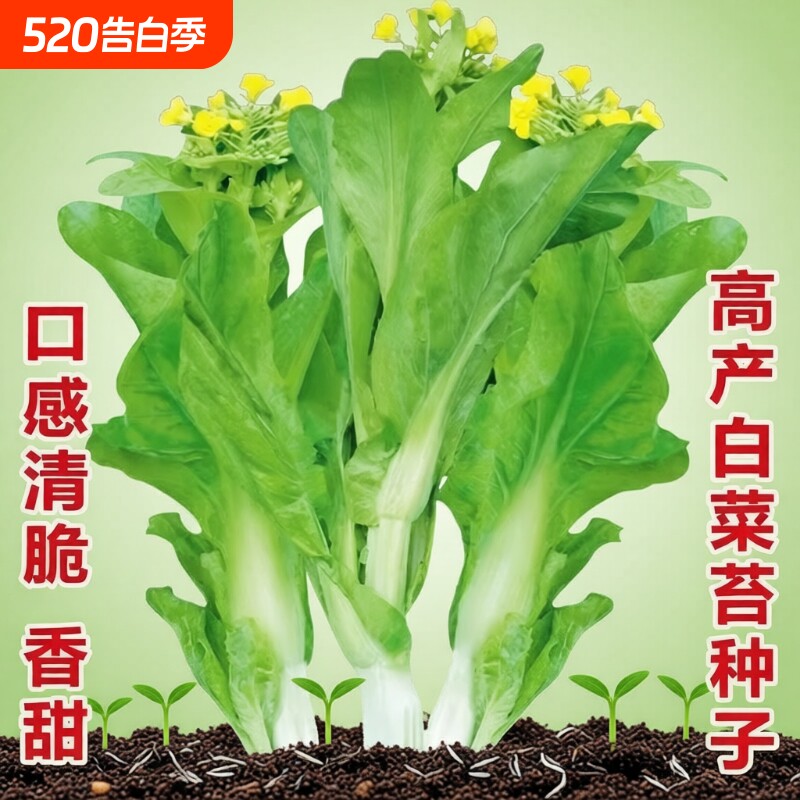 白菜苔种子蔬菜种子青菜香菜生菜菜籽孔雀种植三叉奶油芸豆大叶