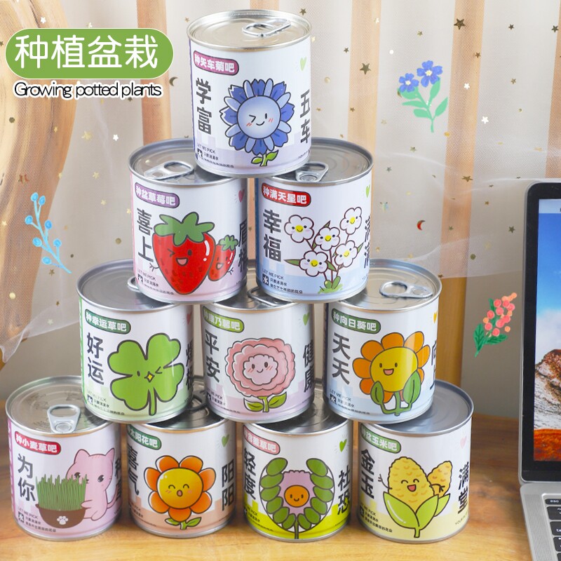 儿童种植易拉罐盆栽室内桌面绿植好养学生礼物小礼品办公室玉米