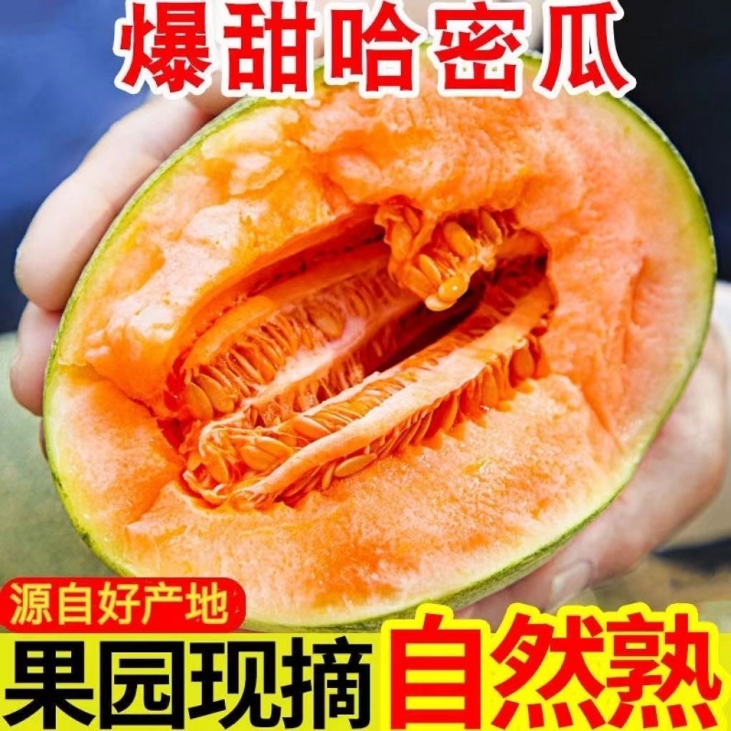 正宗哈密瓜正宗新鲜水果25号老汉瓜甜网纹当季新鲜香甜现摘当季甜