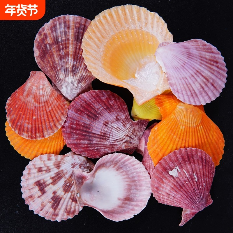 天然彩贝扇贝壳手工幼儿园学校diy装饰摆件摄影家居水族鱼缸造景