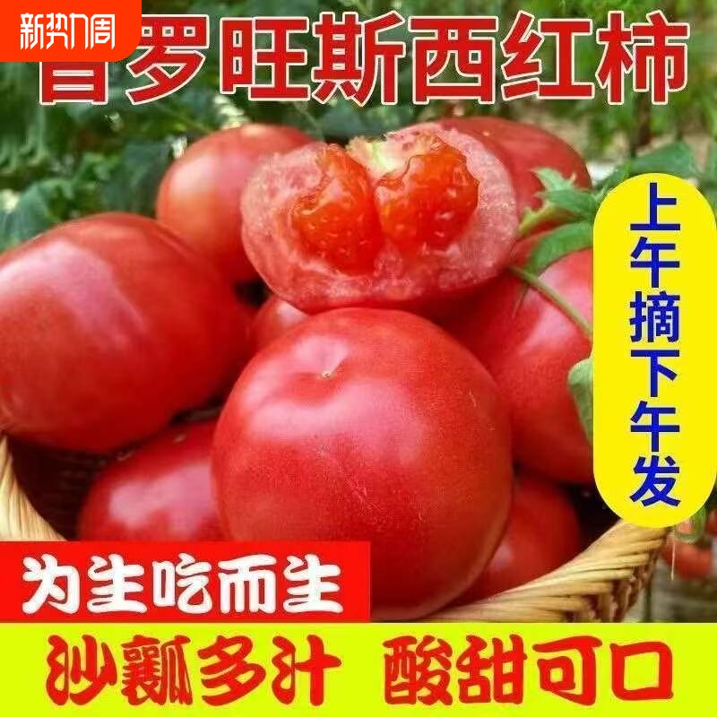 山东正宗普罗旺斯沙瓤露天西红柿现摘新鲜番茄柿子水果种植自农场