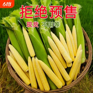 广西玉米芯玉米笋新鲜带皮迷你嫩玉米棒子现摘食用当季蔬菜时令