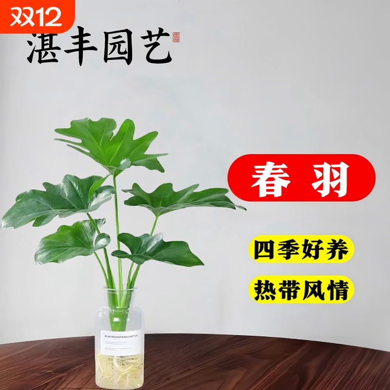 天堂鸟客厅绿萝盆栽富贵竹