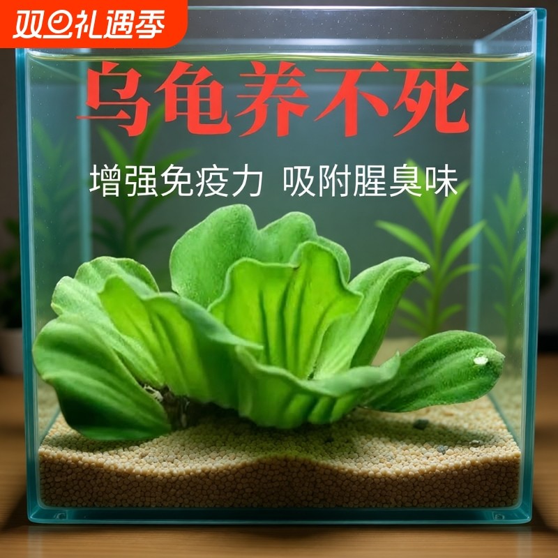 水芙蓉鱼缸龟缸造景摆件套餐净化水质水草漂浮水生活体植物易养