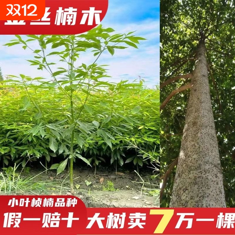 正宗四川金丝楠木树苗带土小叶桢楠名贵大树苗盆栽庭院绿化名贵
