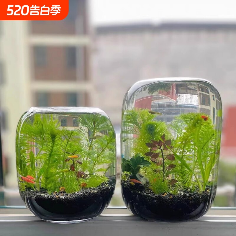 生态瓶微景观鱼小型小鱼缸桌面造景观赏鱼虾diy创意礼物生态鱼缸