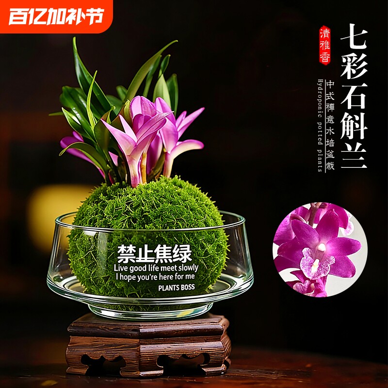 水培苔藓球盆栽七彩香水石斛兰花苗室内桌面懒人四季好养花卉绿植