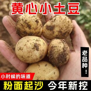 恩施高山小土豆新鲜现挖黄皮黄心小洋芋马尔科老品种源产地