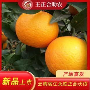 新鲜现摘云南丽江永胜正合沃柑黄金送达