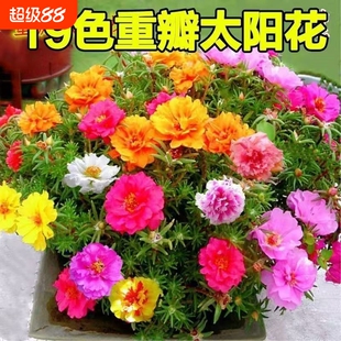 重瓣太阳花易活庭院花园网红花籽四季种植半枝莲松叶牡丹花种播种