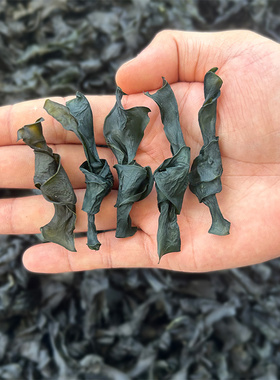 烘干海带结干货500g海带扣特厚无沙麻辣烫火锅关东煮串串香商用