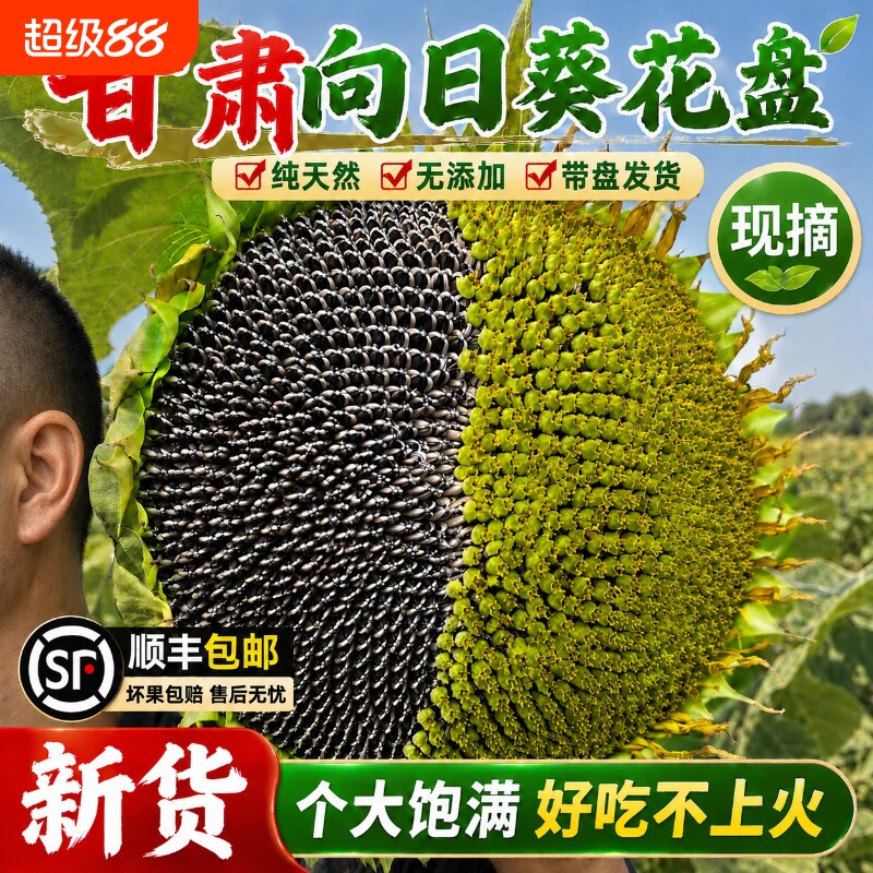 2026甘肃新鲜向日葵花盘现摘生瓜子带盘发货农家葵花籽盘大颗粒