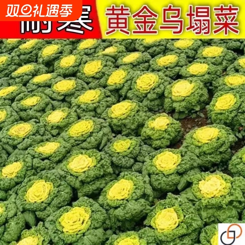 黄心乌塌菜种抗热耐寒黄心菜种菊花心菜籽种易种黄金乌蔬菜籽种