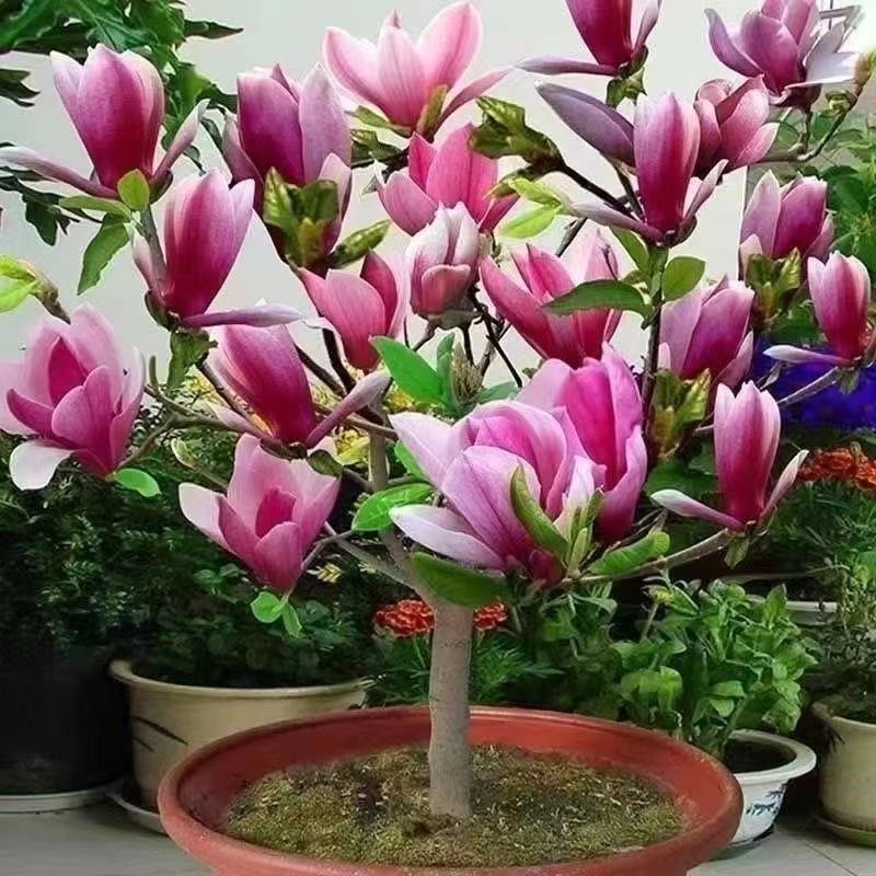 浓香型玉兰花苗矮化植物南北方阳台庭院种植四季开花卉耐寒旺宅