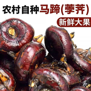 农家自种新鲜马蹄荸荠精选大马蹄地栗脆甜无渣水果蔬菜包邮