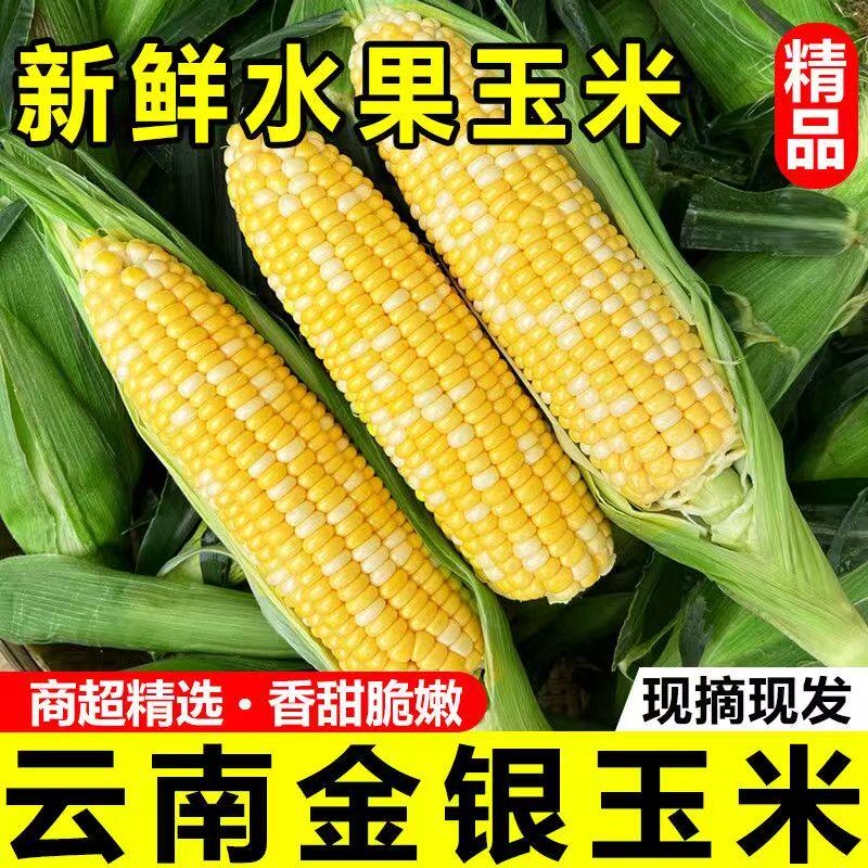 云南金银水果玉米现摘带壳甜脆爆浆即食玉米棒低脂早餐辅食可生吃