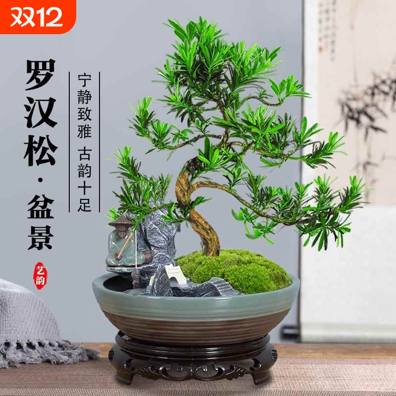 罗汉松盆景老桩植物盆栽雀舌树苗