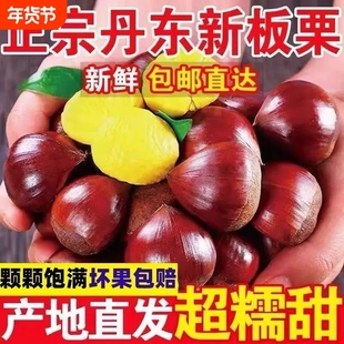 新鲜农家现摘辽宁丹东新鲜生现摘大板栗3斤栗子锥油栗仁蔬罗田5