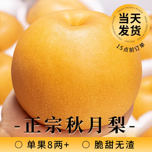 正宗秋月梨新鲜水果10应季 新鲜整箱 包邮 斤梨子限定冰糖甜梨 当季