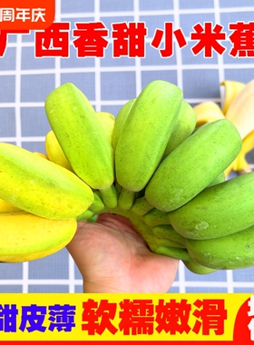 福利广西正宗小米蕉新鲜甜糯香甜当季水果小香蕉皇帝蕉非芭蕉现摘