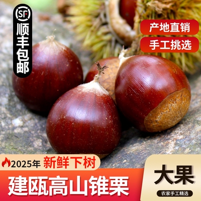 2025年新鲜建瓯锥栗油栗圆栗子生新鲜顺丰圆锥油栗圆栗野生栗锥