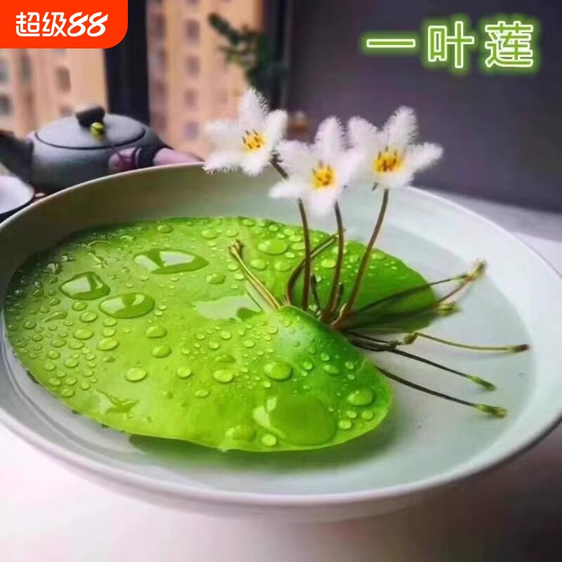 一叶莲浮萍水生植物鱼缸造景碗莲睡莲净化水质增氧鱼缸生态缸躲避图片