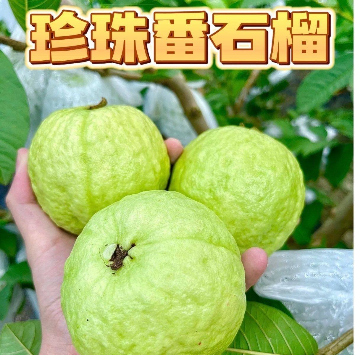 果园现摘直发广东隆都珍珠番石榴脆甜白心芭乐新鲜水果果酱热带