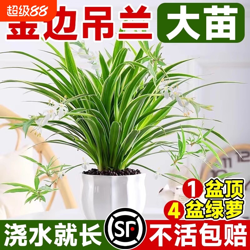 金边吊兰植物室内好养活花卉盆栽桌面小绿植水培垂吊客厅阳台大盆