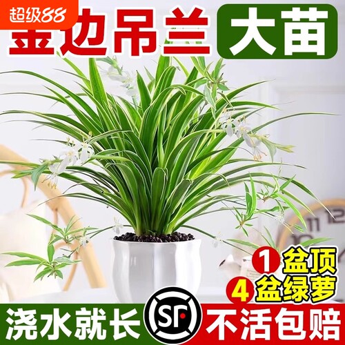 金边吊兰植物室内好养活花卉盆栽桌面小绿植水培垂吊客厅阳台大盆