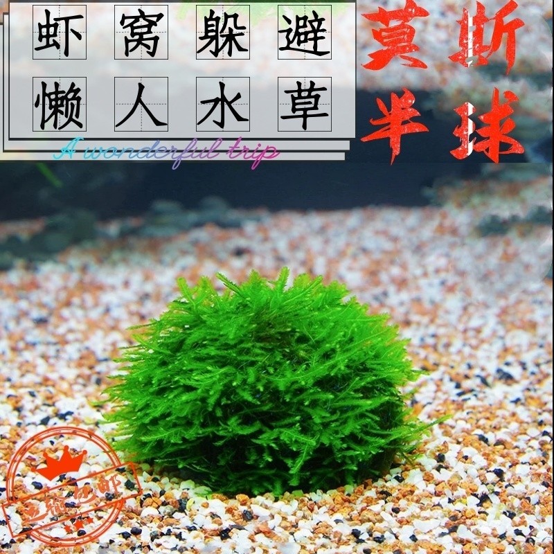 活体水草莫斯半球虾窝躲避屋阴性草莫斯树草二氧化碳好养爬地沉木